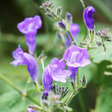 Pack Refocus : 1 acheté +1 offert !