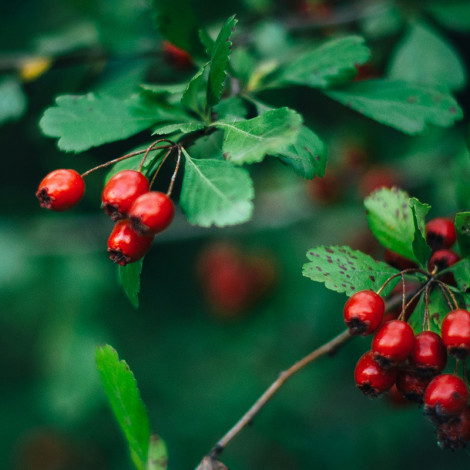 Pack Refocus : 1 acheté +1 offert !