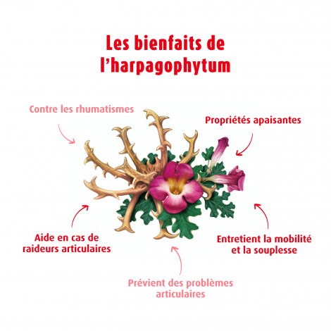 Harpagophytum EPF®50ml