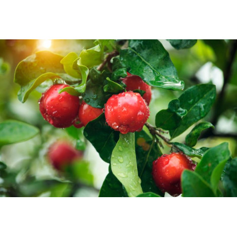 Strath®Iron Fer Naturel&Végétale 30 comprimés