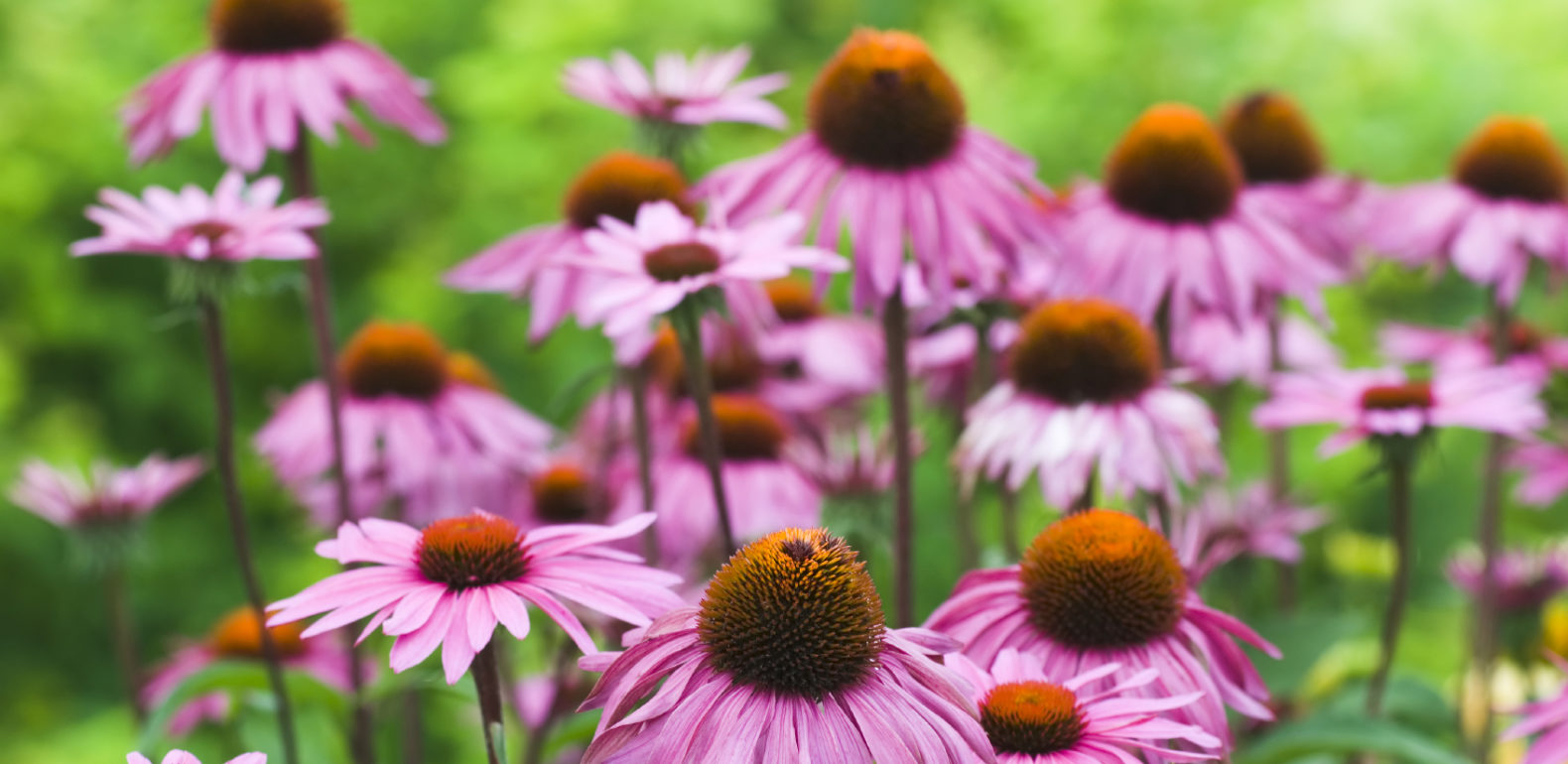 Une meilleure résistance grâce à l’Echinacea
