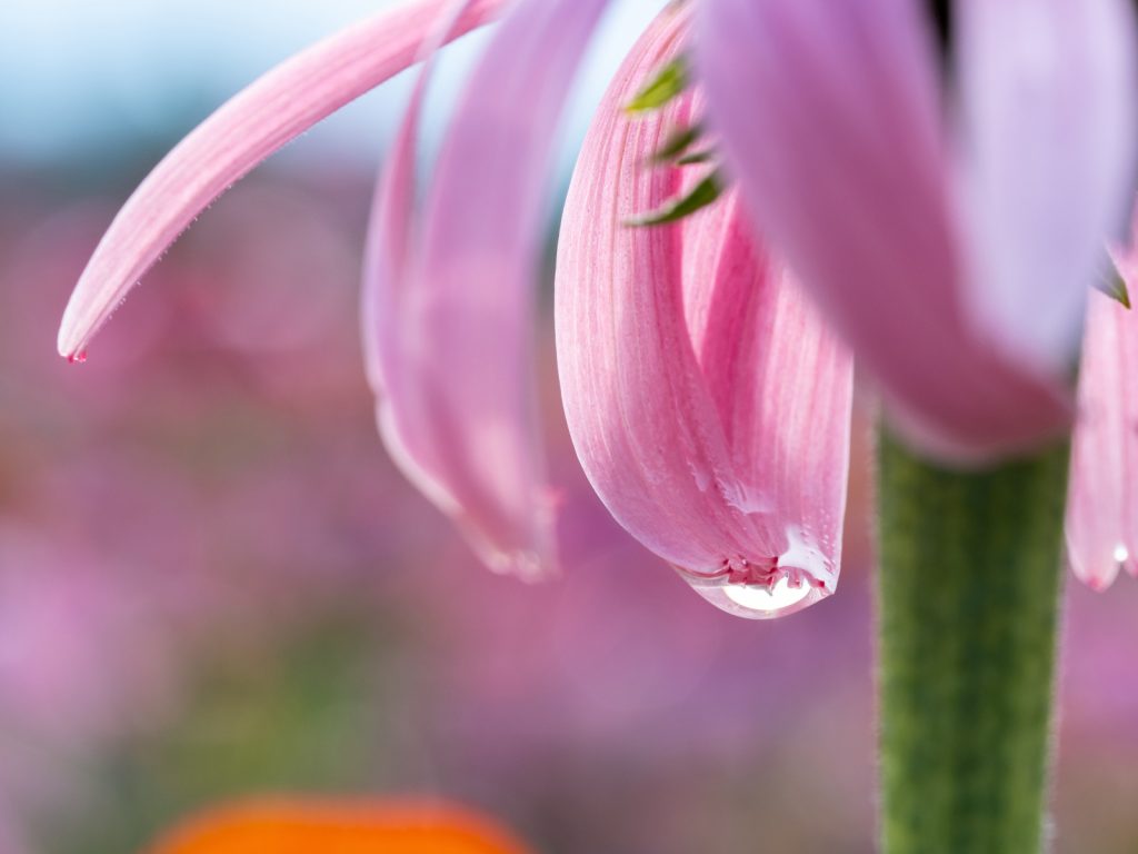 Echinacées pourpres