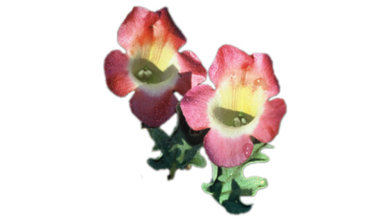 Harpagophytum procumbens – Griffe du Diable – Harpagophyton