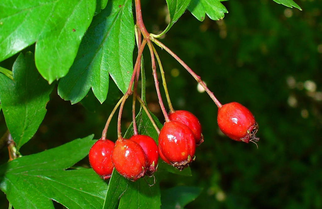 Aubépine