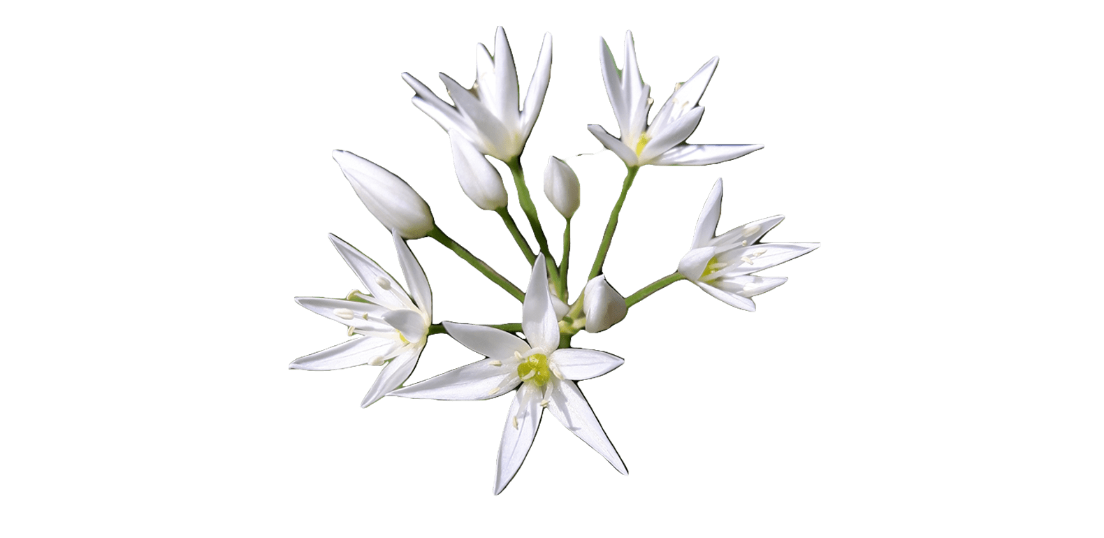 Ail des Ours – Allium ursinum