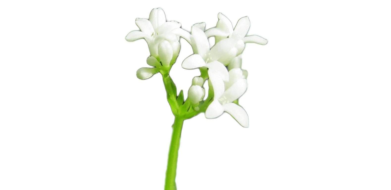 Aspérule – Gallium odoratum – Gaillet odorant