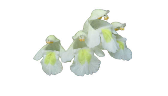 Galéopsis – Galeopsis segetum