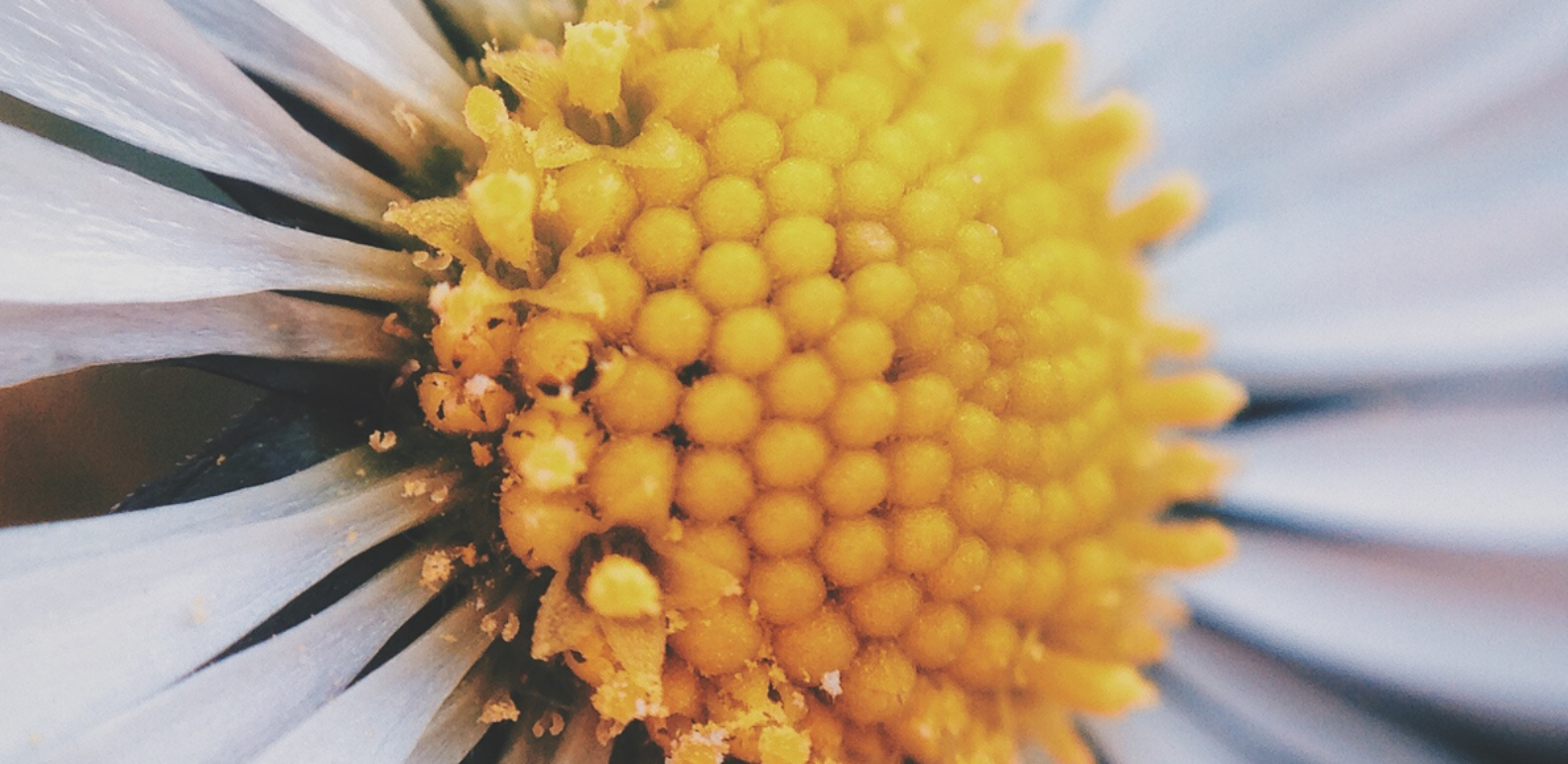 allergies