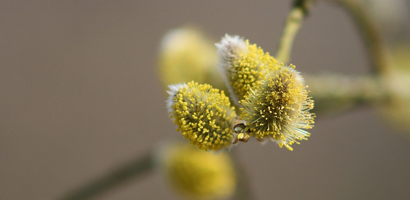 pollen allergies