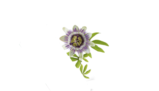 Passiflore – Passiflora incarnata – Fleur de passion