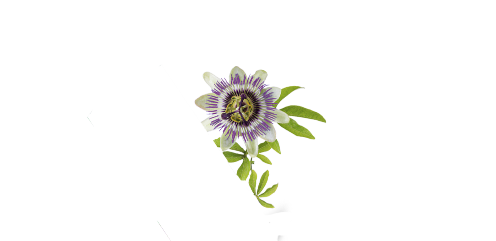 Passiflore - Passiflora incarnata - Fleur de passion