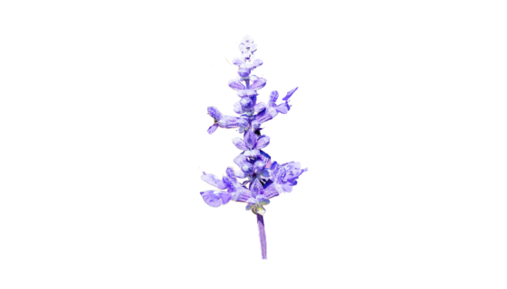 Sauge – Salvia officinalis