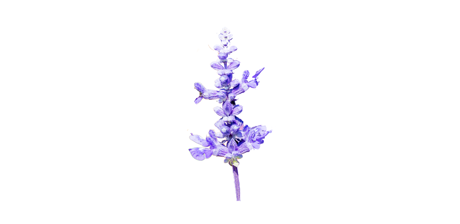 Sauge - Salvia officinalis