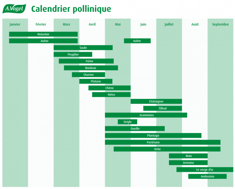 Alerte pollens : consultez le calendrier pollinique | A.Vogel