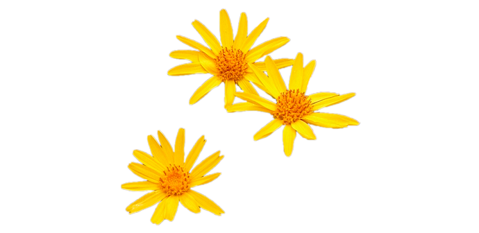 Arnica