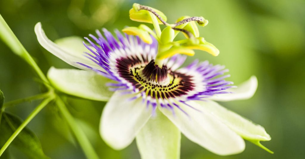 Fleur de passiflore