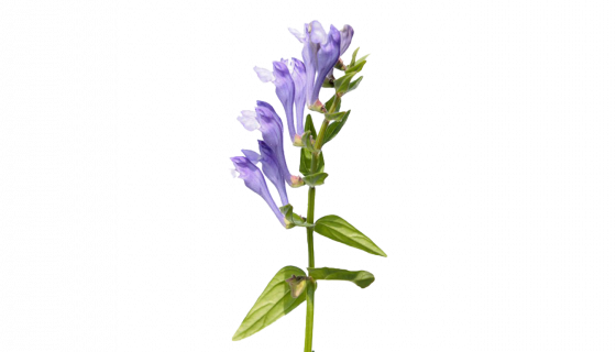 Scutellaire du Baïkal – Scutellaria baikalensis