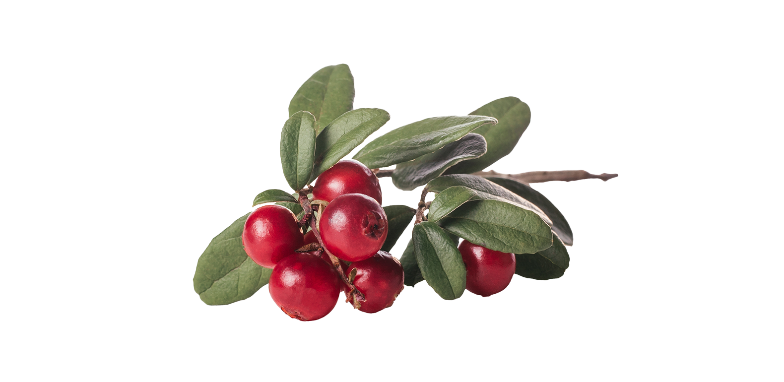Busserole – Arctostaphylos uva-ursi - A.Vogel - Compléments alimentaires naturels