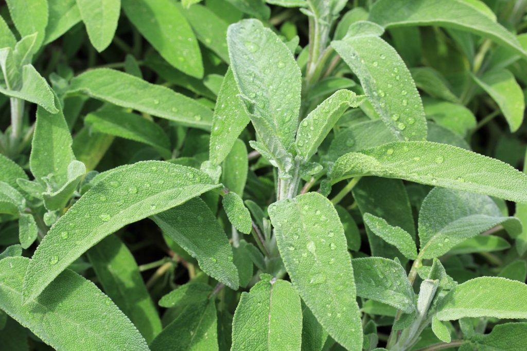 Sauge (ou Salvia Officinalis)