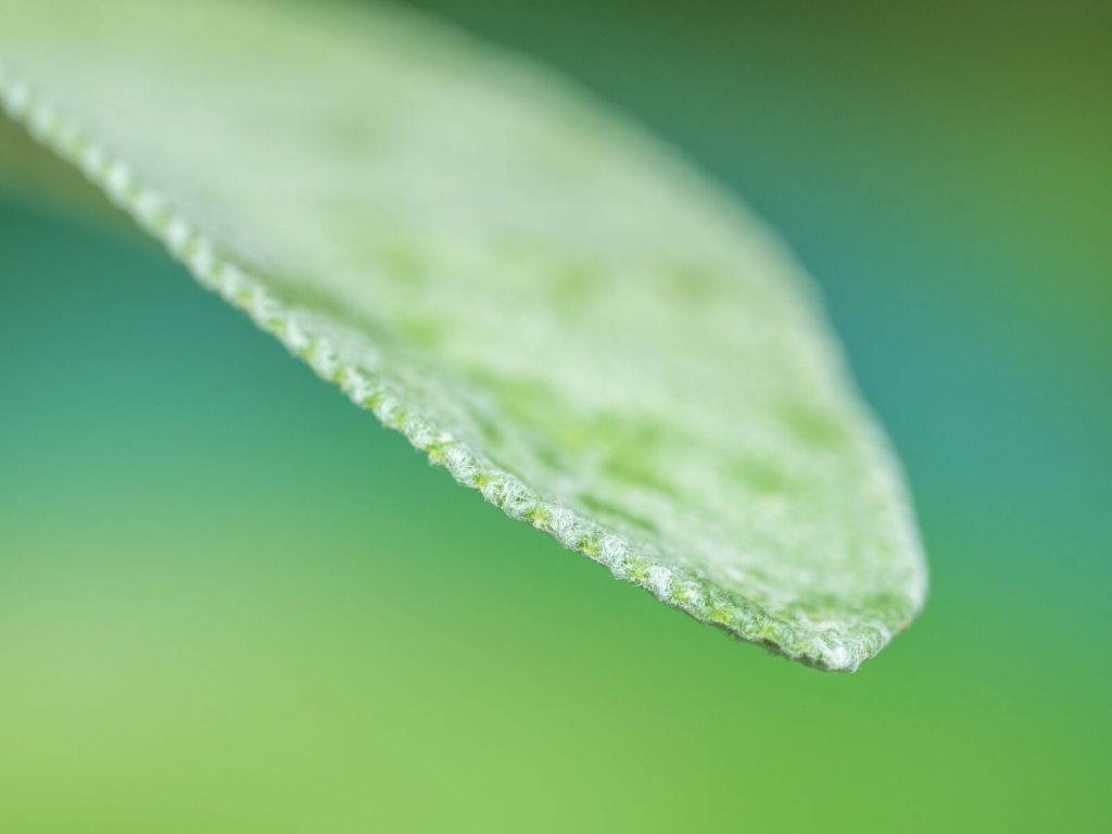 Feuille de sauge