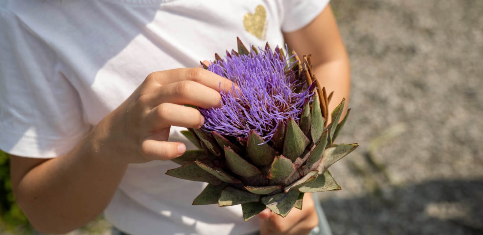 Les plantes A.Vogel pour soutenir le foie et le pancréas Fleur de chardon-marie