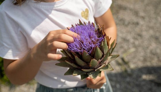 Fleur de chardon-marie