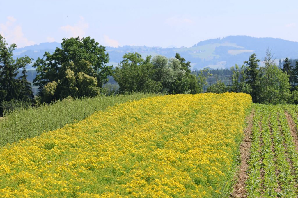 Champs de Millepertuis