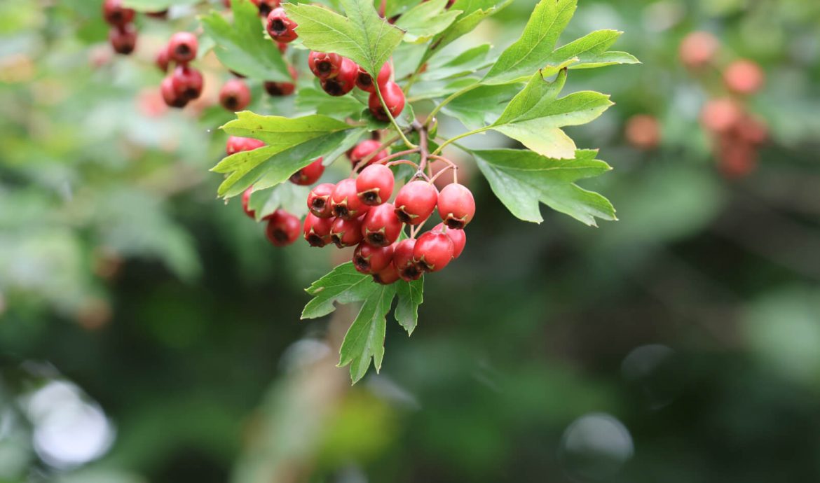 Aubépine