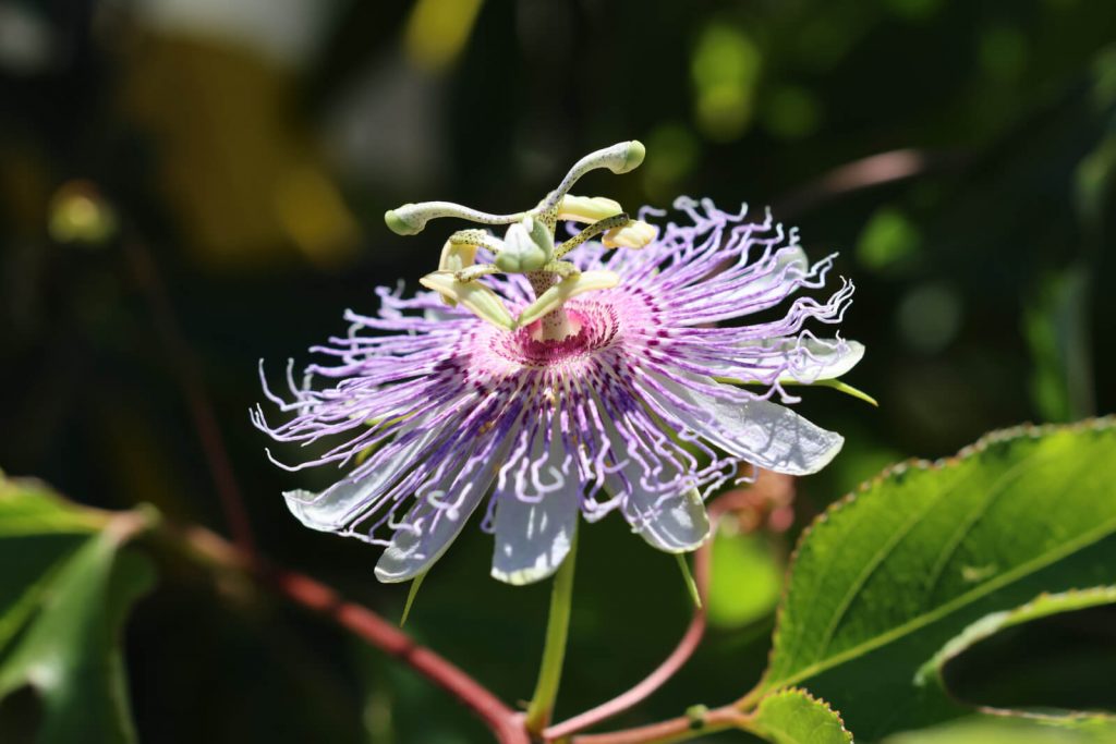 Passiflore
