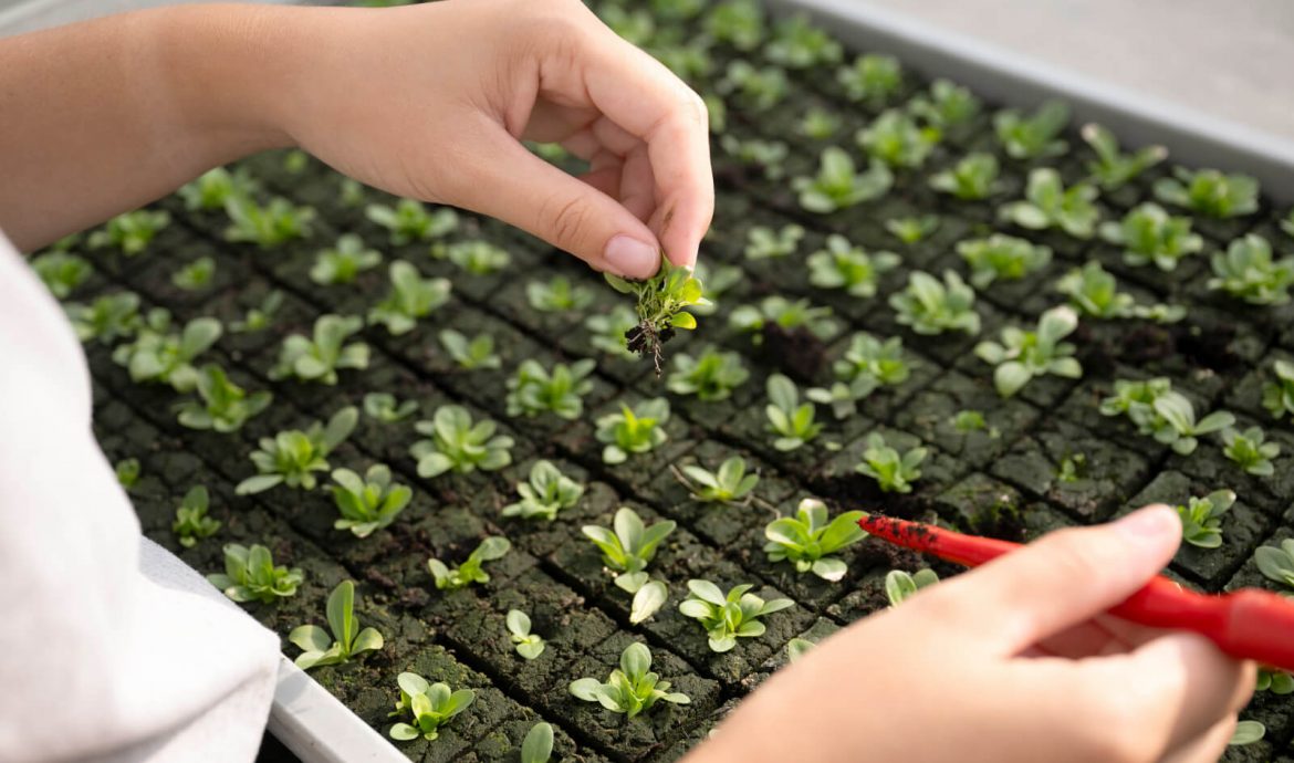 Semences dans les serres de A.Vogel