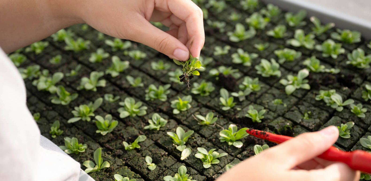 Des actions concrètes pour une santé naturelle et durable Semences dans les serres de A.Vogel