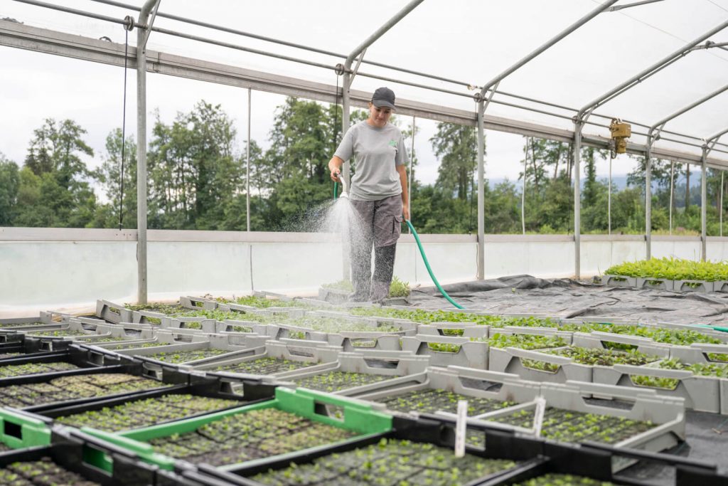 Jardinier dans les serres A.Vogel qui arrose les plantes à l'eau de pluie