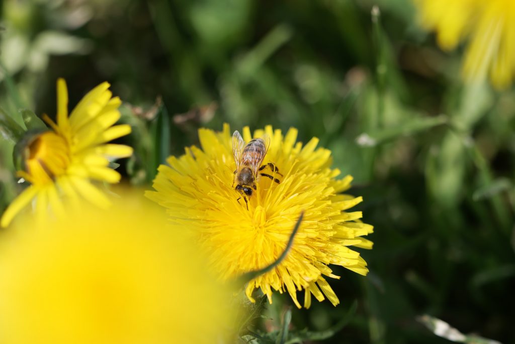 Pissenlit avec une abeille qui butine