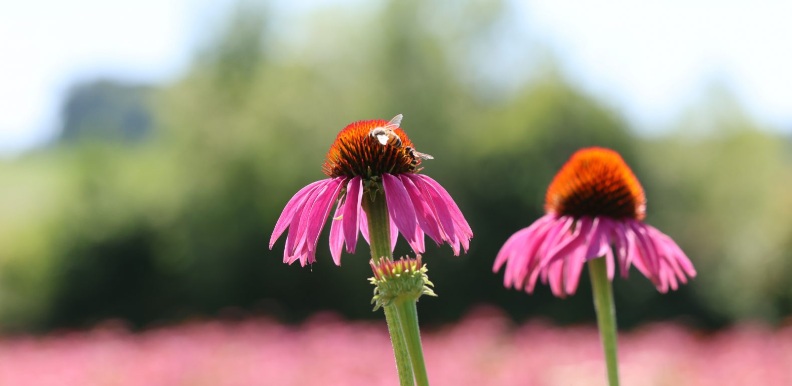 Echinacée