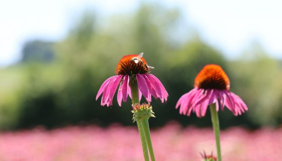 Échinacée : avantages pour renforcer l’immunité et prévenir les infections respiratoires