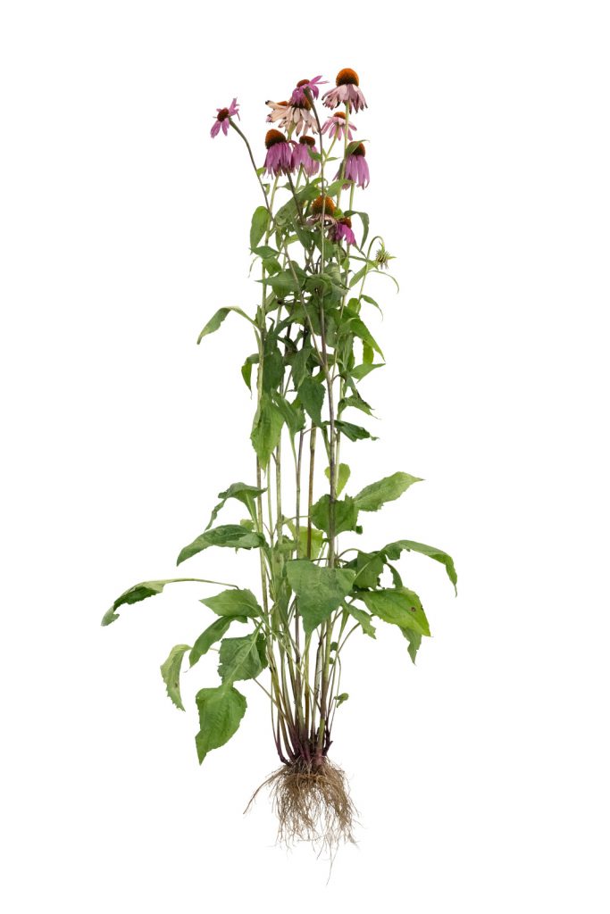 Echinacée : racine et fleur