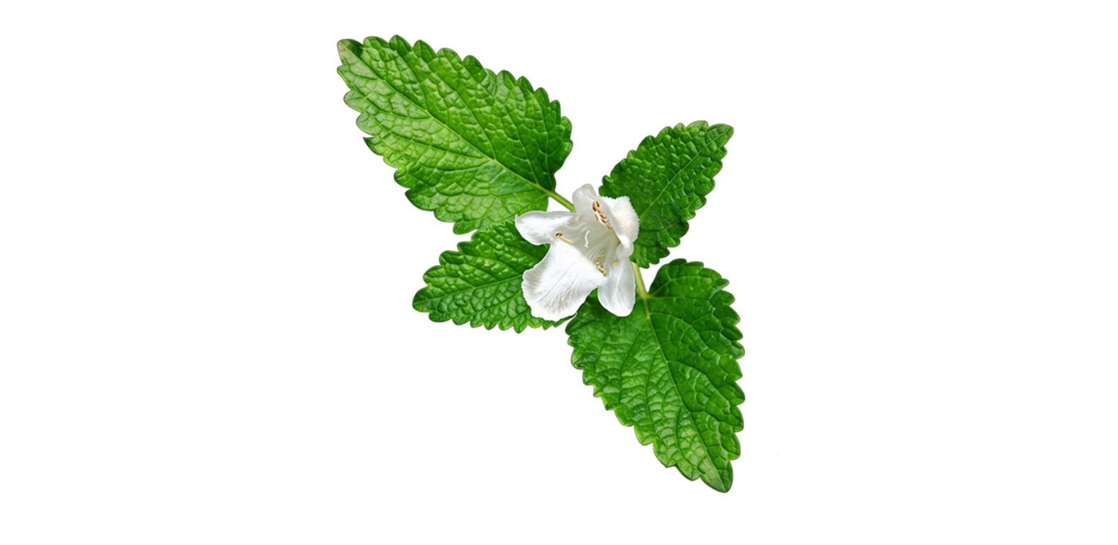 Mélisse