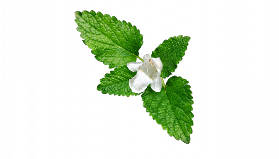 Mélisse – Melissa officinalis