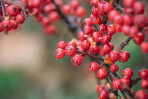 Guarana